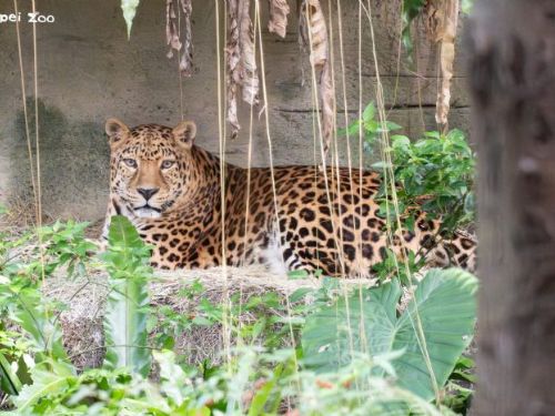 守護雨林18年！臺北動物園花豹「花郎」溫柔道別，留下滿滿回憶與生命教育